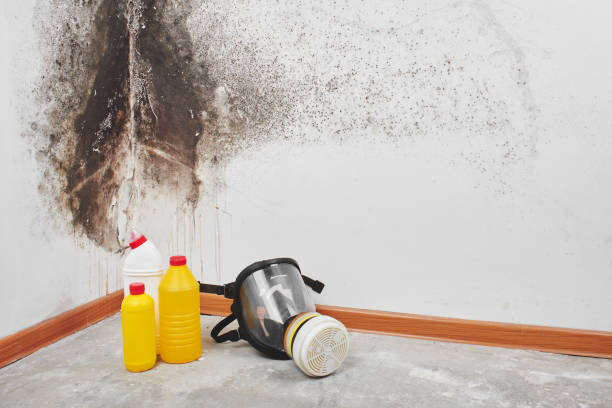 Best Mold Remediation Experts  in Vinton, IA