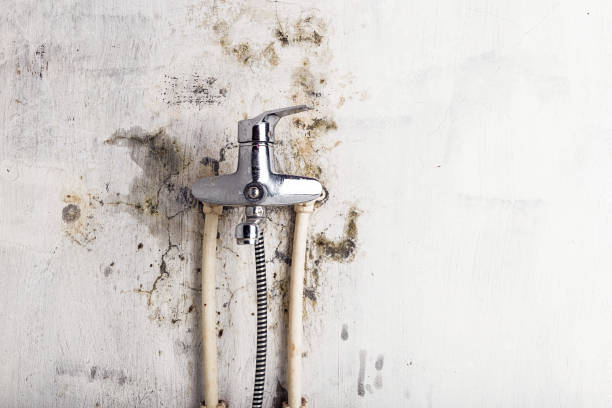 Best Black Mold Removal  in Vinton, IA
