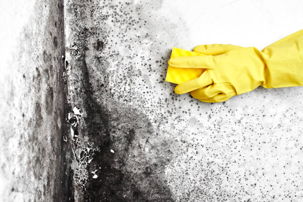Best Black Mold Removal  in Vinton, IA