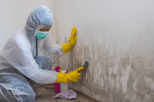 Best Crawl Space Mold Removal  in Vinton, IA