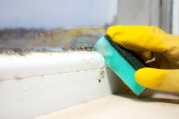 Best Affordable Mold Removal  in Vinton, IA