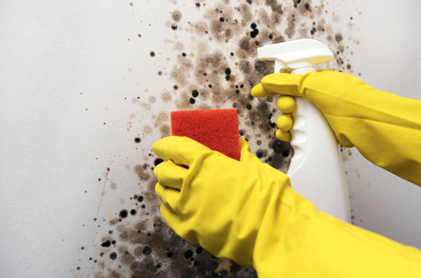 Best Local Mold Removal Service  in Vinton, IA
