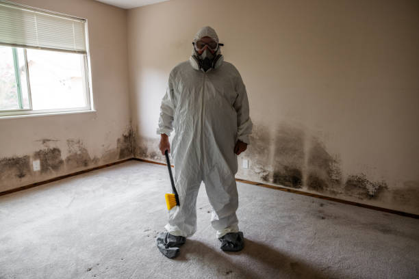 Certified Mold Removal in Vinton, IA