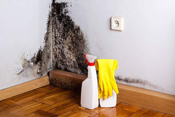 Best Mold Remediation  in Vinton, IA