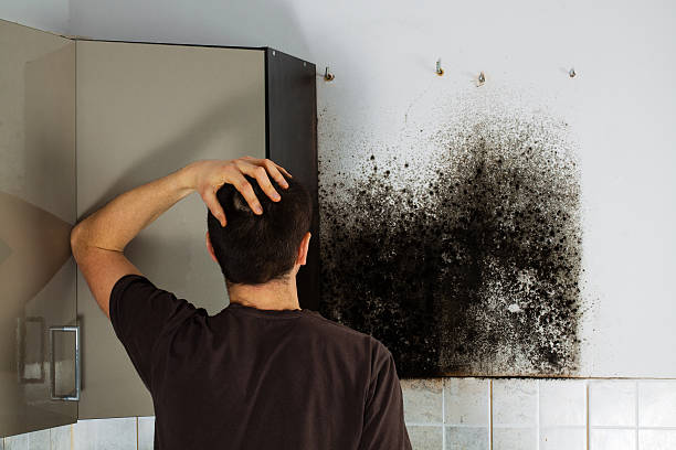 Best Residential Mold Removal  in Vinton, IA