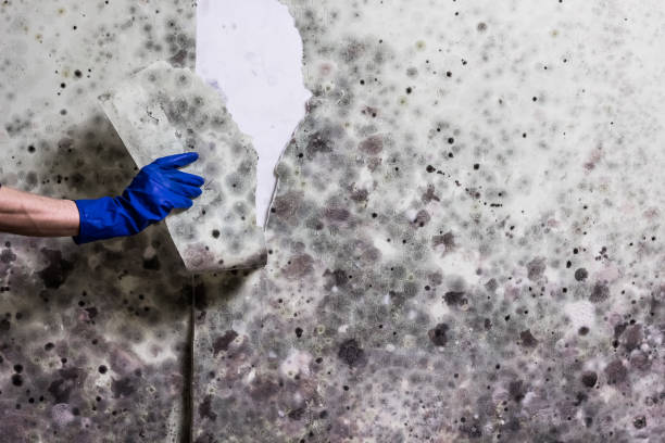 Best Mold Removal Process  in Vinton, IA