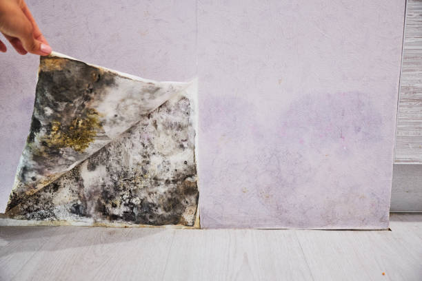Best Mold Cleaning Services  in Vinton, IA